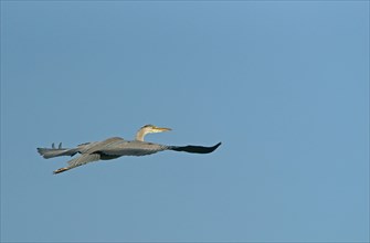 Grey Heron (Ardea cinerea) in flight