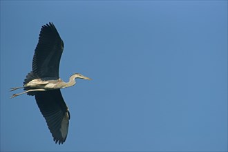 Grey Heron (Ardea cinerea) in flight