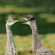 Two Grey Herons (Ardea cinerea)