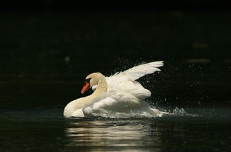 Mute Swan (Cygnus olor) taking a bath