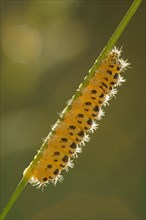 Caterpillar of a Six-spot Burnet Moth (Zygaena filipendulae)