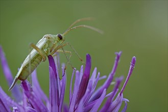 Alfalfa Plant Bug (Adelphocoris lineolatus)