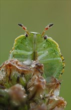 Larva of the Common Green Shieldbug (Palomena prasina)