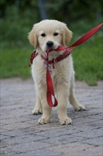 Golden Retriever puppy on a leash