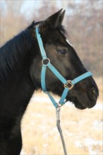 American Quarter Horse