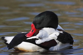 Common Shelduck (Tadorna tadorna)