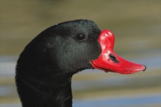 Common Shelduck (Tadorna tadorna)