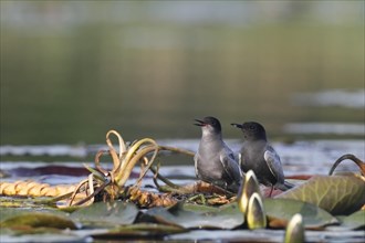 Pair of Black Tern (Chlidonias niger) during courtship in a biotope on the Trebel River