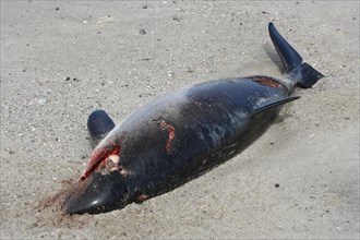 Harbour Porpoise (Phocoena phocoena) found dead after a collision with a propeller