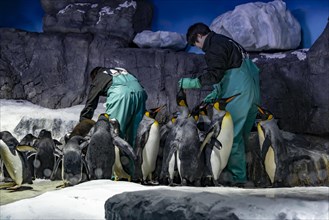 Emperor penguins (Aptenodytes forsteri) are fed by keepers