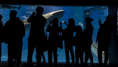Silhouettes of visitors in front of a large aquarium with fish