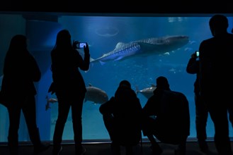 Silhouettes of visitors in front of a large aquarium with sea fish