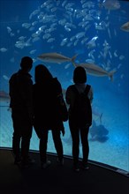 Silhouettes of visitors in front of a large aquarium with large fish