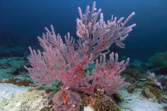 Colorful red fan-shaped Gorgonian (Scleraxonia) growing on a coral reef
