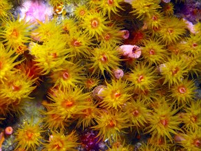 Orange Cup Coral (Tubastrea coccinea)