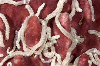 Lampert's Sea Cucumber (Synaptula Lamperti)