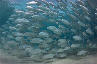 Typical swarming behavior of a school of Bigeye Trevally (Caranx sexfasciatus) in a lagoon