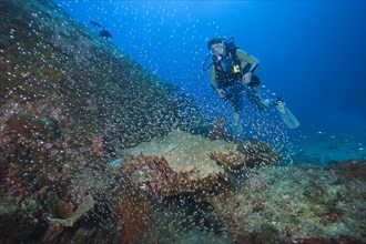 Scuba diver and a shoal of Pigmy Sweepers (Parapriacanthus ransonneti)