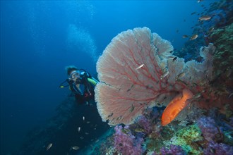 Scuba diver behind a sea fan watching a Miniata grouper