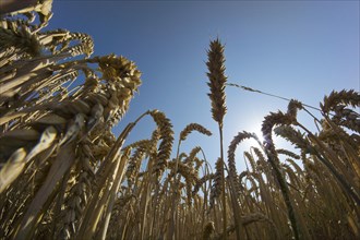 Wheat field