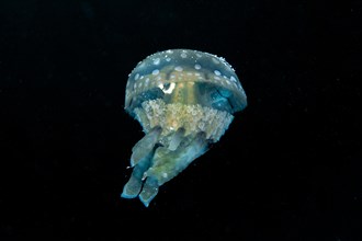Spotted Jelly or Lagoon Jelly (Mastigias papua)