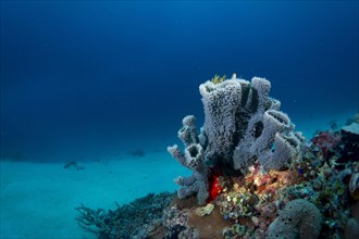 Coral reef with tube sponges
