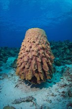 Large Barrel Sponge (Xestospongia testudinaria)
