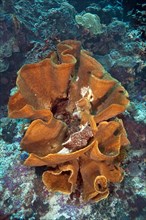 Large Elephant Ear Sponge (Ianthella basta) in a coral reef