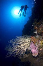 Large Gorgonian on a steep wall