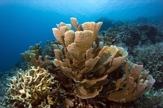 Stony Coral (Montipora delicatula)