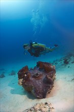 Scuba diver observing a Maxima Clam or Giant Clam (Tridacna maxima)