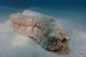 Sea Cucumber (Thelenota anax)