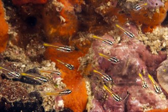 Mini Cardinalfish (Apogon neotes) in a coral reef