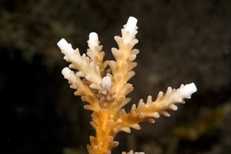 Stony Coral (Acropora)