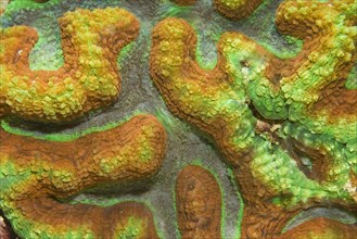 Brain Coral (Platygyra sp)