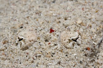 De Beaufort's Flathead or Crocodile Flathead (Cymbacephalus beauforti) hiding in the sand