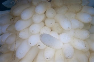 Eggs laid by a Bigfin Reef Squid or Oval Squid (Sepioteuthis lessoniana)