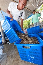 Balinese men in a shrimp farm sorting freshly caught shrimp into baskets for further transportation