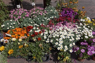 Flower market on the Cours Saleya