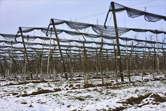 Orchard with hail netting in winter
