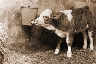 Tethered calf sucking milk from a bucket in a barn