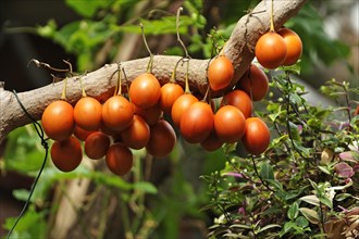 Tamarillos (Solanum betaceum