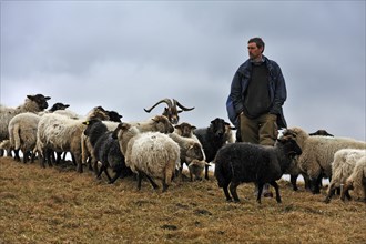 Young farmer looking after his sheep