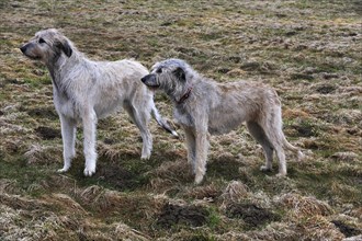 Two Irish Wolfhound crossbreeds standing on a pasture