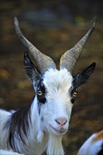 Girgentana-Tajik goat