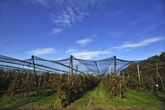 Apple orchard (Malus domestica) with hail nets at harvest time