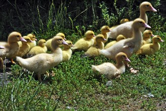 Muscovy ducks (muscovy moschata)