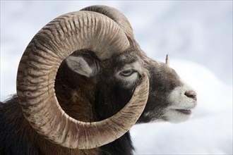 Mouflon (Ovis orientalis Musimon)