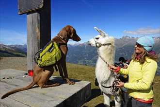 Female hiker with a llama and a dog