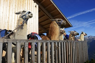 Llamas during a llama tour in front of Hochsteinhuette mountain hut